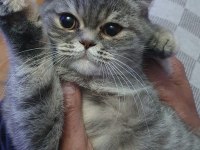 Yavru british shorthair