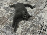 British Shorthair 3 Aylık