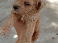 Toy poodle