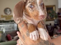 Dachshund Yavru