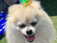 1 yaşında erkek pomeranian boo