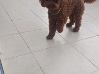 Safkan toy poodle 28cm