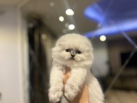 SCOTTISH FOLD LONGHAIR YAVRULARIM 