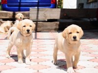 Labrador Retriever Yavruları Muhteşem Formda