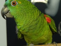 Amazon Papağanı Yer İstanbul Yenibosna