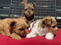 Petmode  köpek çiftliğinde ziyarete açık morkie