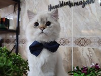 İran Kedisi