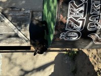 Mükemmel anatomi ırk sağlık garantili french bulldog