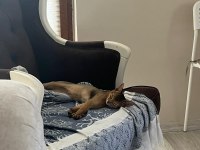 HABEŞ KEDİSİ 4 AYLIK