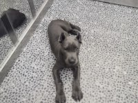 Koca Kafa Koca Gövdeli Cane Corso Yavrular