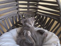 Dişi Scottish Fold Bebeğimiz