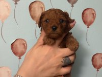TOY POODLE YAVRULARI ERKEK