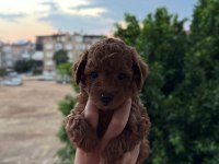 ANKARA NIN EN GÜZEL TOY POODLE YAVRULARI