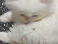 Longhair Chinchilla erkek ve dişi kedilerimiz