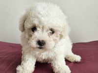 Mini boy maltese minikler
