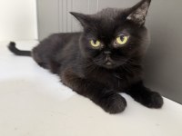 British shorthair kedisi