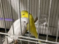 Sahibinden Hazır Takım Show Jumbo Muhabbet Kuşu