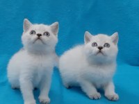 Blue Point British Shorthair Şekerler