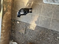 Safkan Pug Köpekler