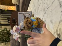 Gerçek Micro Kore Maltipoo