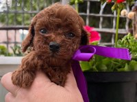 Teacup kore poodle yavruları
