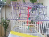 1 yaşında muhabbet kuşu ve kafesi tüm malzemeleri ile