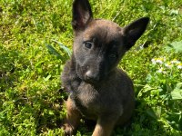 Safkan malinois yavrular
