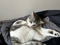 GEÇİCİ YUVA ARIYORUZ KEDİMİZE