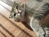 Scottish fold Kedisi Acil Satılık