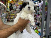 ORİJİNAL MALTESE TERRİER BEBEKLERİMİZ