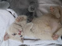 Sarı british shorthair yavrumuz