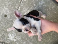 2 aylık french bulldog
