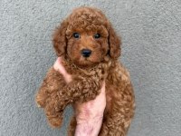 Toy Poodle Yavru