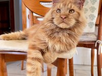 Show Class XL Mainecoon Red Erkek