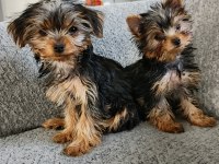 Dişi Yorkshire Terrier Yavruları