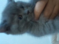 Sütten kesilmiş british shorthair yavru kedimiz