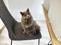 8 Aylık British longhair yavru