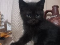 2 tane tatlış british longhair