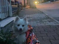 Köpeğimizi sahiplendirmek istiyoruz