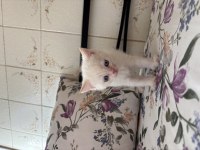 Erkek British Shorthair Çok Tatlı Yavru