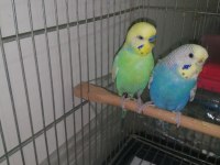 Çift rainbow muhabbet kuşu