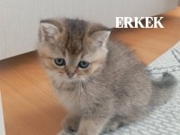British Shorthair Kediler