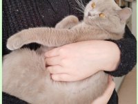 Sahibinden Ücretsiz British Shorthair