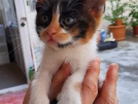 2 AYLIK GÜZEL KIZ KEDİMİZ YUVA ARIYOR