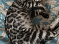 ÜST KALİTE BENGAL KEDİLER