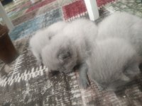 Yeni british shorthair yavrular