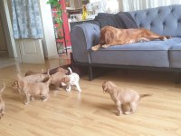 Çok ama çok uygun bayram şekeri cocker köpekler