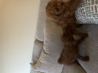 3 AYLIK DİŞİ POODLE