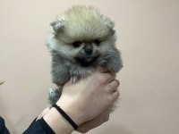 Petmode köpek çiftliğinden tea cup pomeranian yavrular