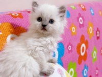 %100 orijinal british longhair yavru